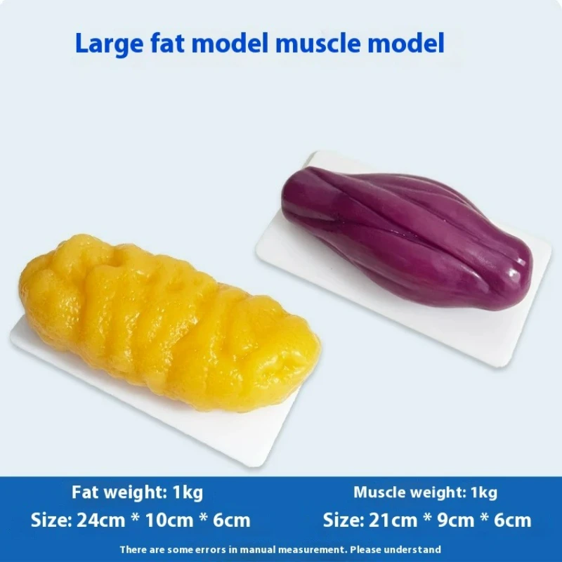 Nutrition Fitness Health - İnsan Kası ve Yağ Replikaları Sağlık